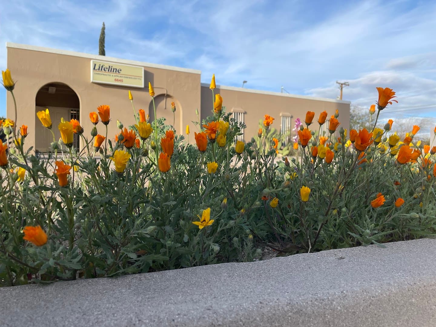 Lifeline Chiropractic - Photo 1