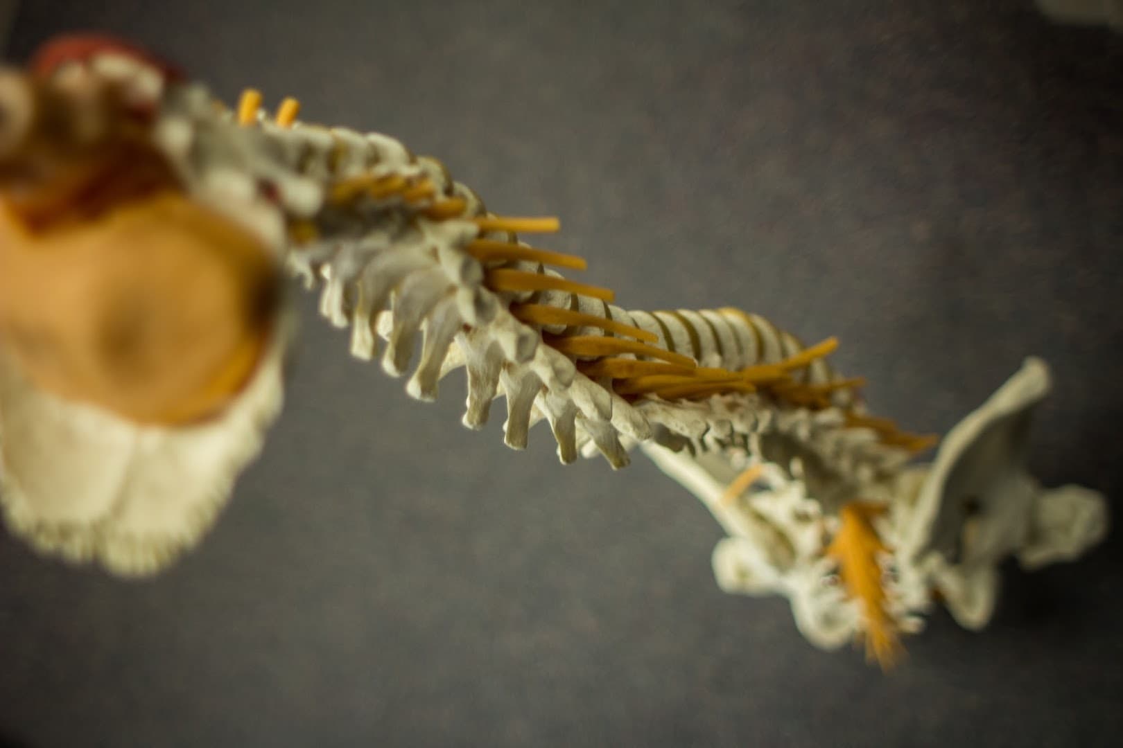 Ingbretson Chiropractic - Photo 1